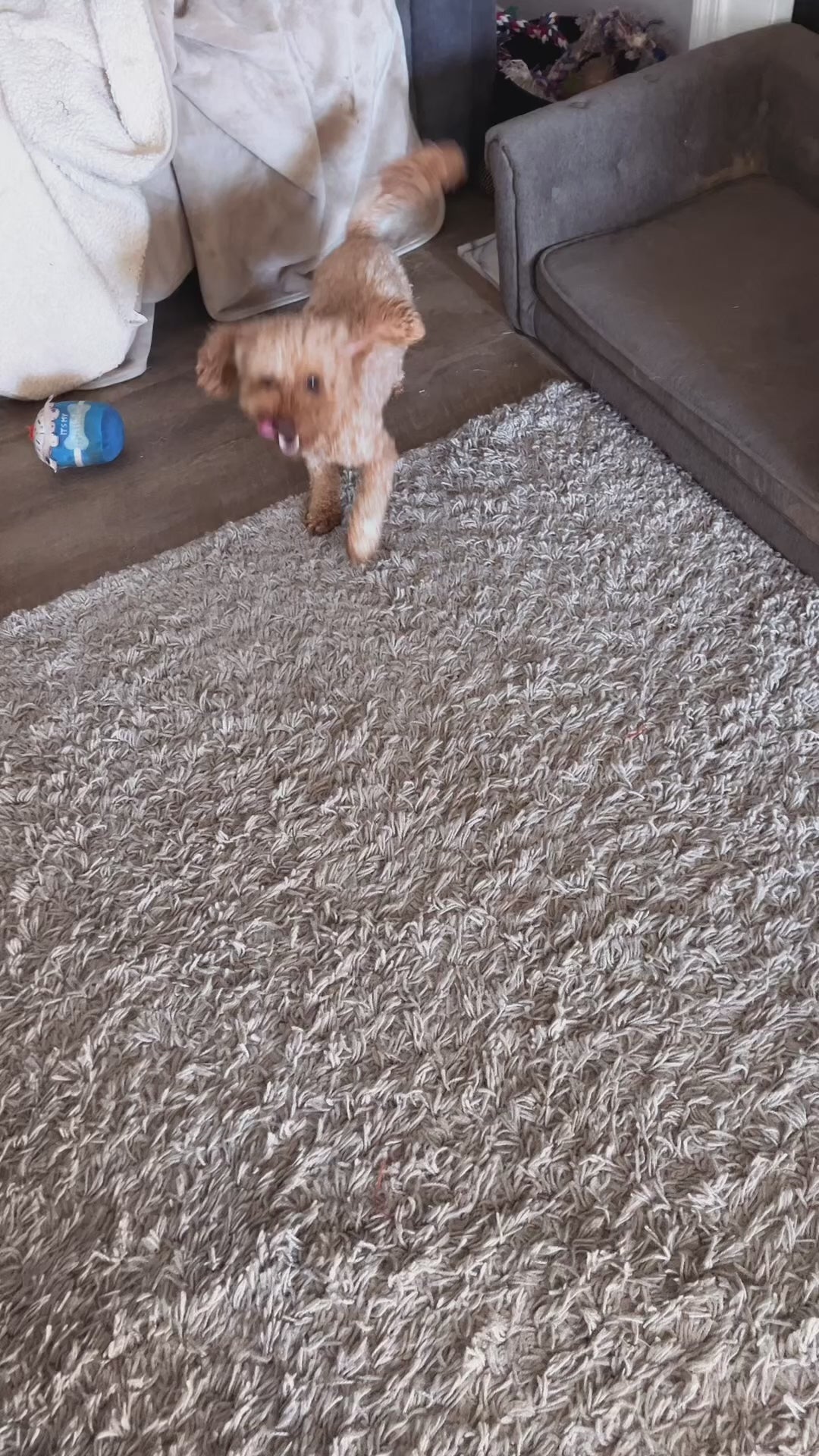 Dog wearing Vivlo calming anxiety vest